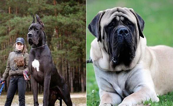 全球最丑的10大獒犬品种，让女孩最讨厌而男孩却很喜欢