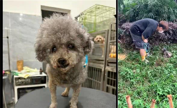 老年狗被遗弃在野外，下大雨也不躲，无奈和绝望让它不再求生了!