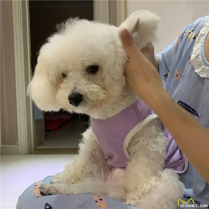 保持这几个习惯来养比熊犬，它能活更久!