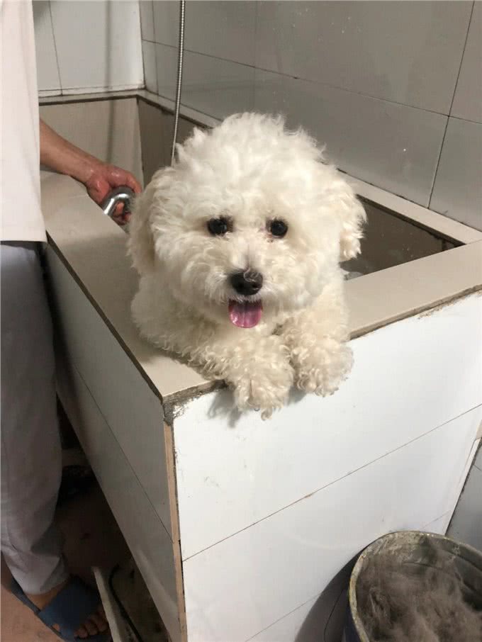 保持这几个习惯来养比熊犬，它能活更久!