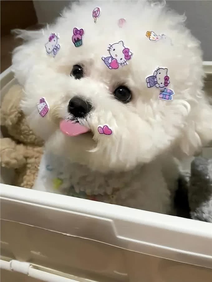 保持这几个习惯来养比熊犬，它能活更久!