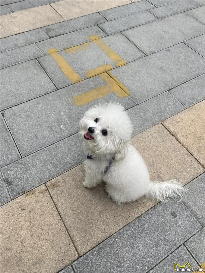 保持这几个习惯来养比熊犬，它能活更久!