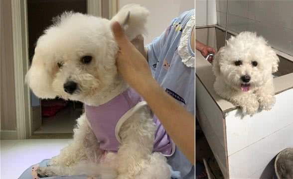 保持这几个习惯来养比熊犬，它能活更久!