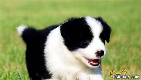 犬类智商排行榜中第一名，你知道是谁吗?