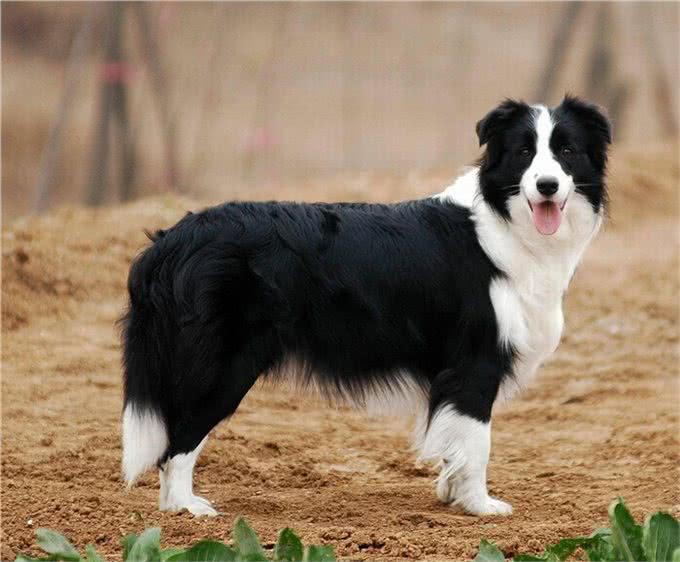 犬类智商排行榜中第一名，你知道是谁吗?