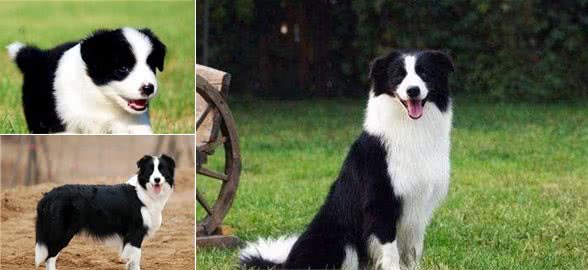 犬类智商排行榜中第一名，你知道是谁吗?