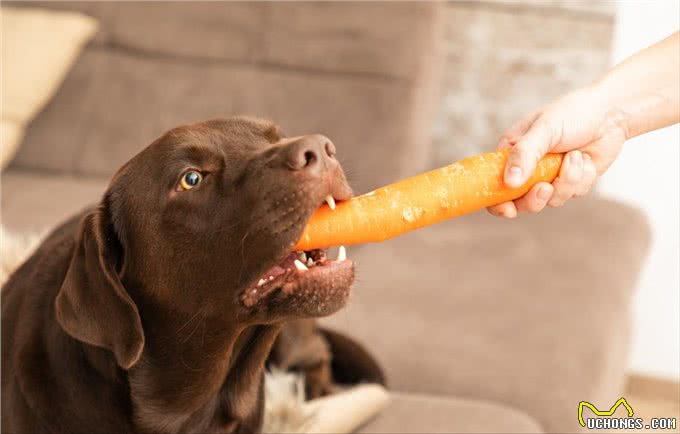 不怕告诉你,这9种食物对狗狗来说,堪称人间美味