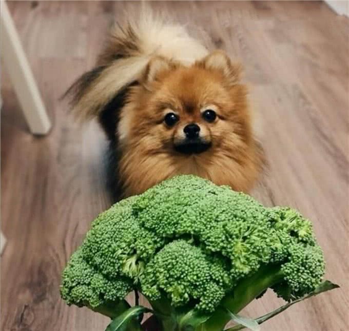 不怕告诉你,这9种食物对狗狗来说,堪称人间美味