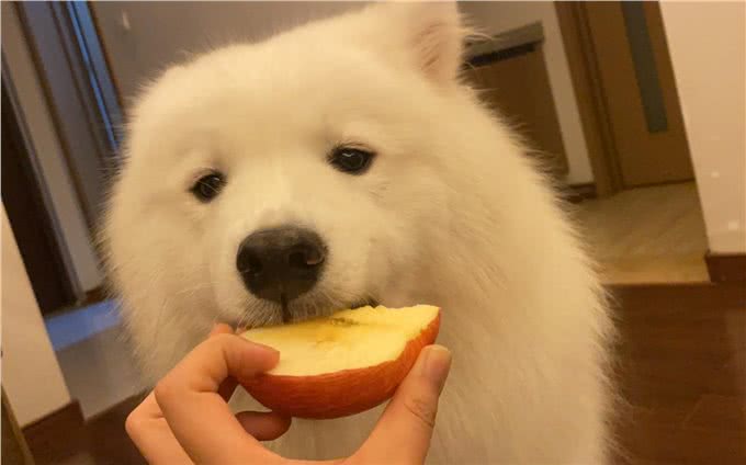 不怕告诉你,这9种食物对狗狗来说,堪称人间美味