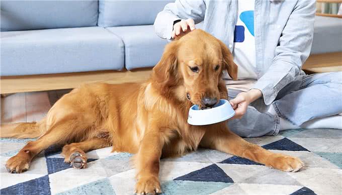 不怕告诉你,这9种食物对狗狗来说,堪称人间美味