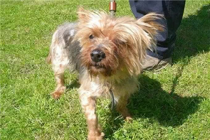 狗狗毛发为何变粗糙?