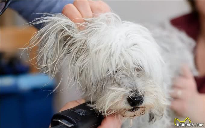 狗狗毛发为何变粗糙?