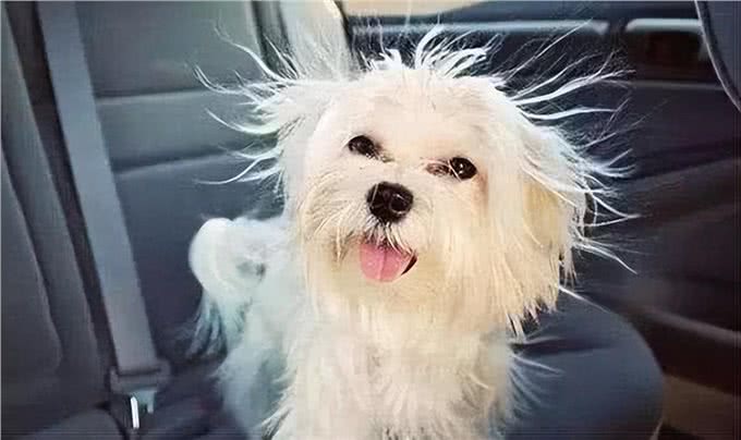 狗狗毛发为何变粗糙?