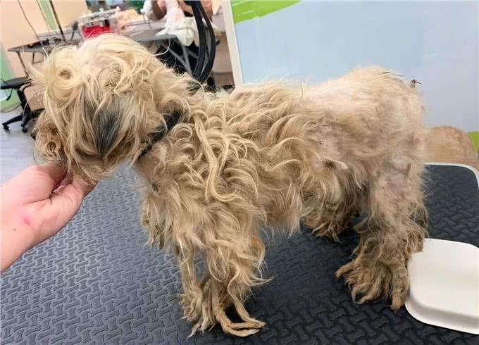 狗狗毛发为何变粗糙?