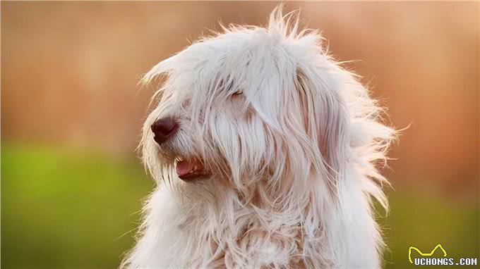 狗狗毛发为何变粗糙?