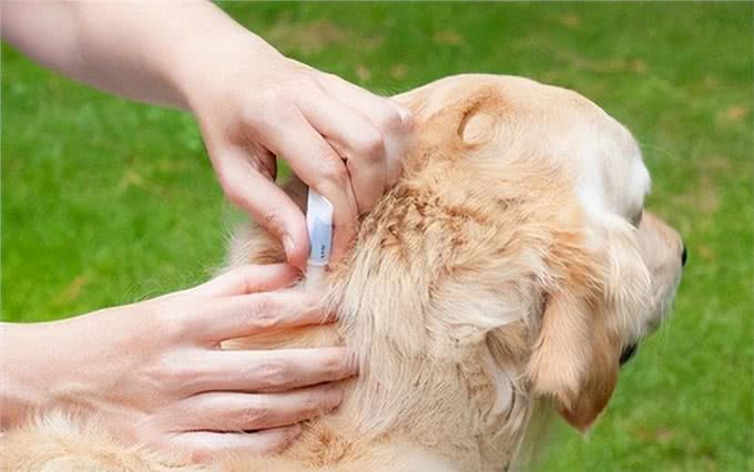 狗狗毛发为何变粗糙?