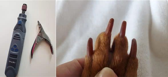 如何在家修剪狗狗的指甲?