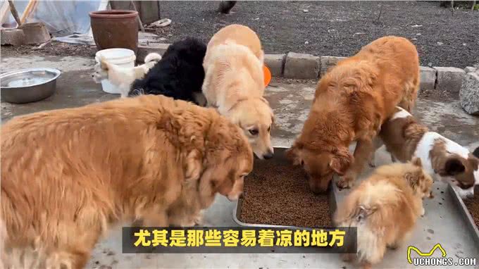 狗狗冬季感冒怎么办?