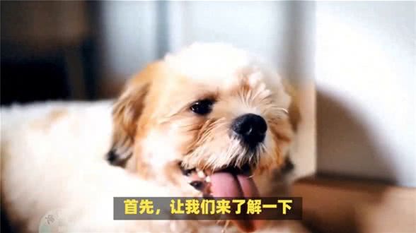 狗狗冬季感冒怎么办?