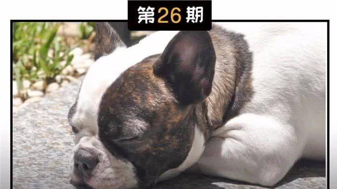 春季高发!狗狗感冒的症状与预防