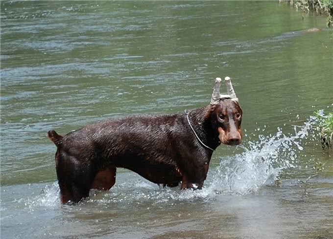 为何杜宾犬很少人养?再优秀，也躲不过这些问题