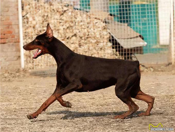 为何杜宾犬很少人养?再优秀，也躲不过这些问题