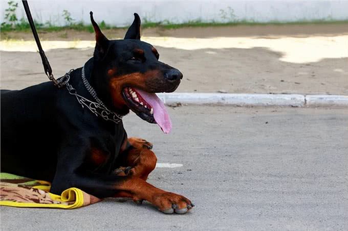 为何杜宾犬很少人养?再优秀，也躲不过这些问题