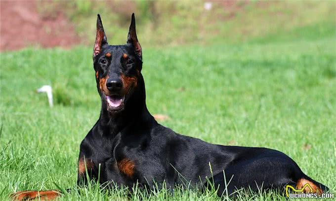 为何杜宾犬很少人养?再优秀，也躲不过这些问题