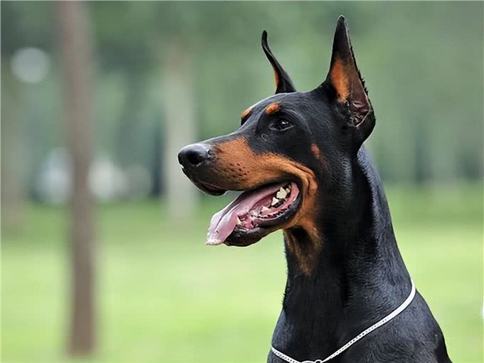 为何杜宾犬很少人养?再优秀，也躲不过这些问题