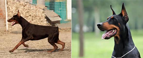 为何杜宾犬很少人养?再优秀，也躲不过这些问题
