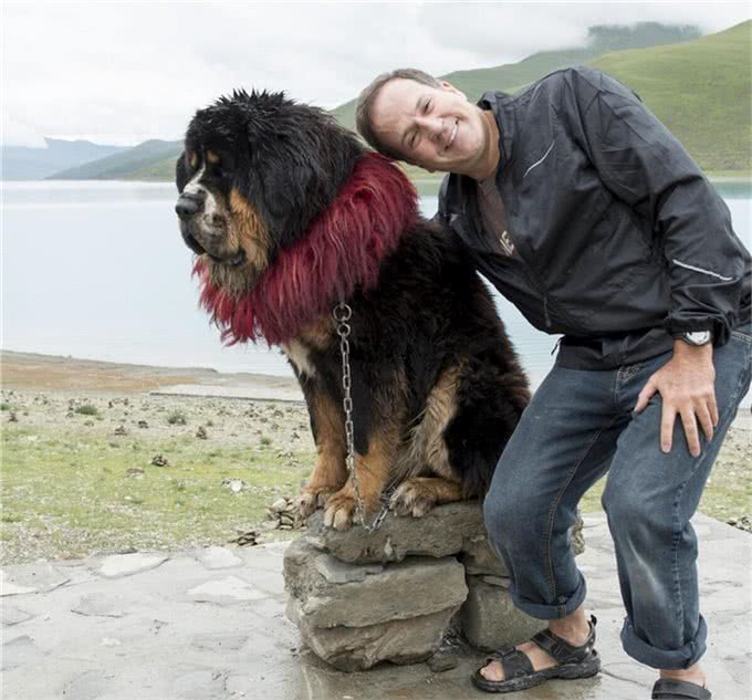 世界最凶猛的犬种藏獒犬，它来自西藏吗?
