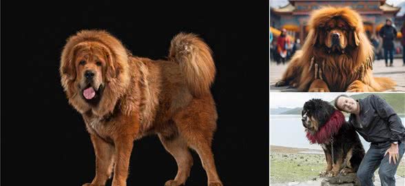 世界最凶猛的犬种藏獒犬，它来自西藏吗?