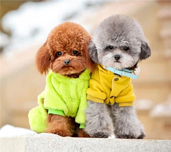 狗中贵族—贵宾犬