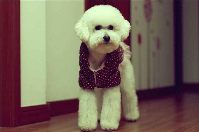 狗中贵族—贵宾犬