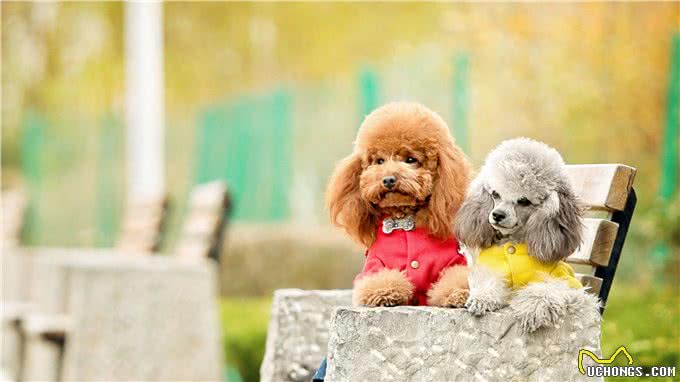 狗中贵族—贵宾犬