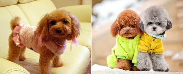 狗中贵族—贵宾犬