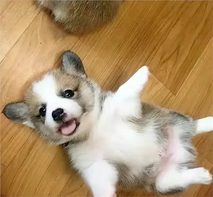 独家揭秘!狗狗心中,谁才是它的真命天子?