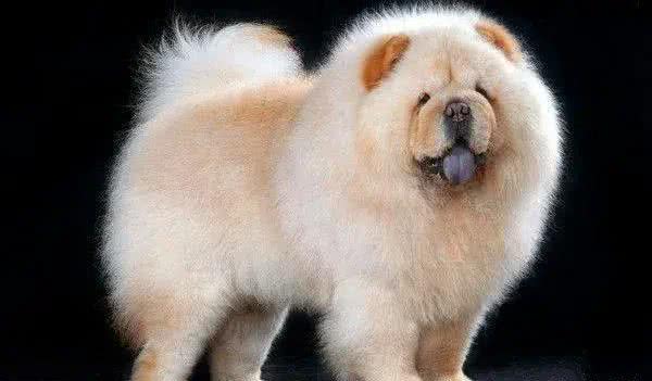 独家揭秘!狗狗心中,谁才是它的真命天子?