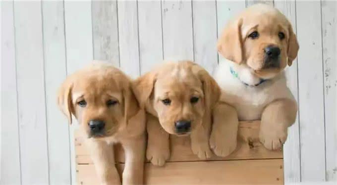 独家揭秘!狗狗心中,谁才是它的真命天子?