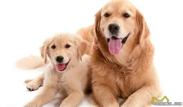 独家揭秘!狗狗心中,谁才是它的真命天子?