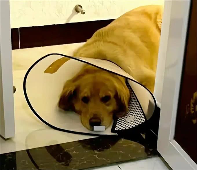 独家揭秘!狗狗心中,谁才是它的真命天子?