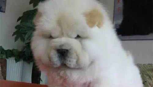 独家揭秘!狗狗心中,谁才是它的真命天子?