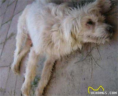 犬瘟高发期，主人要注意了