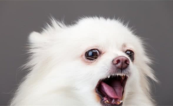 狗狗老是乱叫怎么办?教你一招好解决!