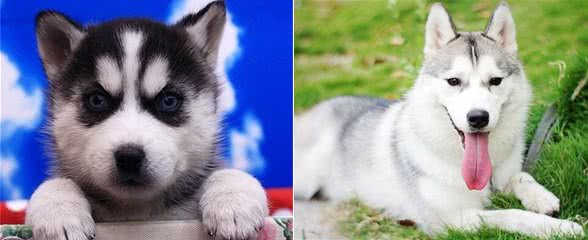 怎样挑选哈士奇幼犬?如何挑选健康的哈士奇幼犬?