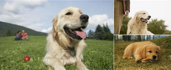 金毛犬不能碰的6种食物，你犯错了吗?