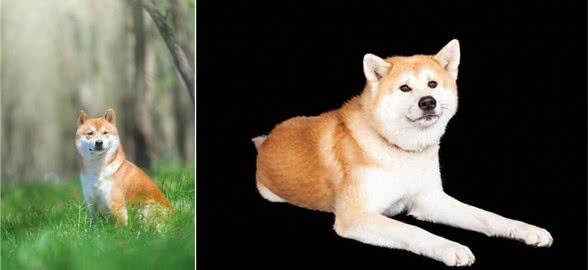 秋田犬的优点缺点及性格特点
