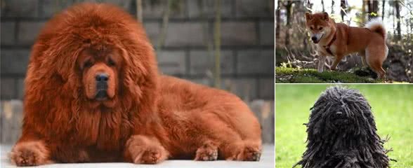 那些可爱的小猫小狗，柴犬性格活泼，西伯利亚森林猫最为高贵
