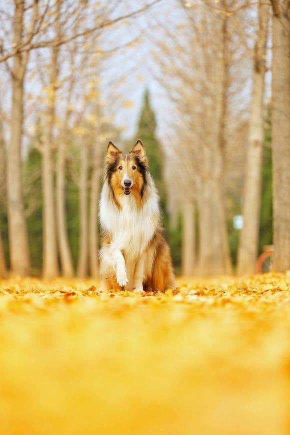 如何区分喜乐蒂与苏牧幼犬
