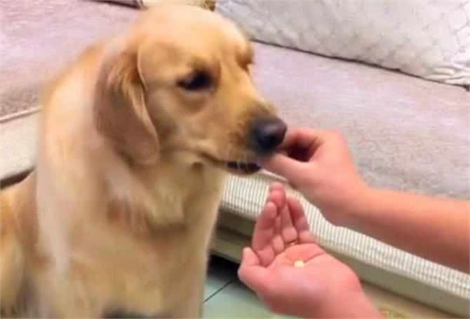 养宠健康篇:狗狗吃的微量元素多少钱一瓶